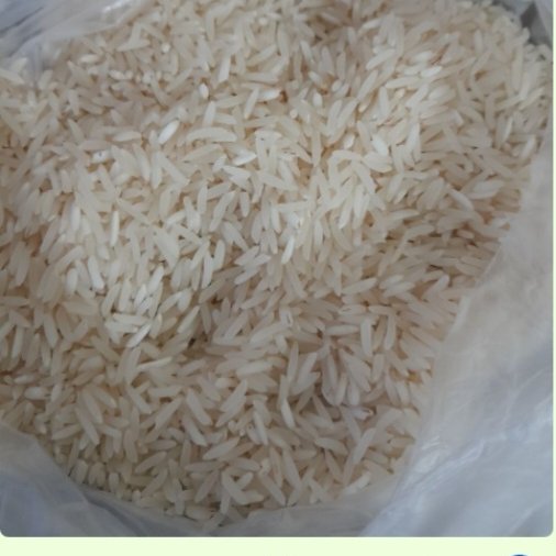 برنج فجر سوزنی