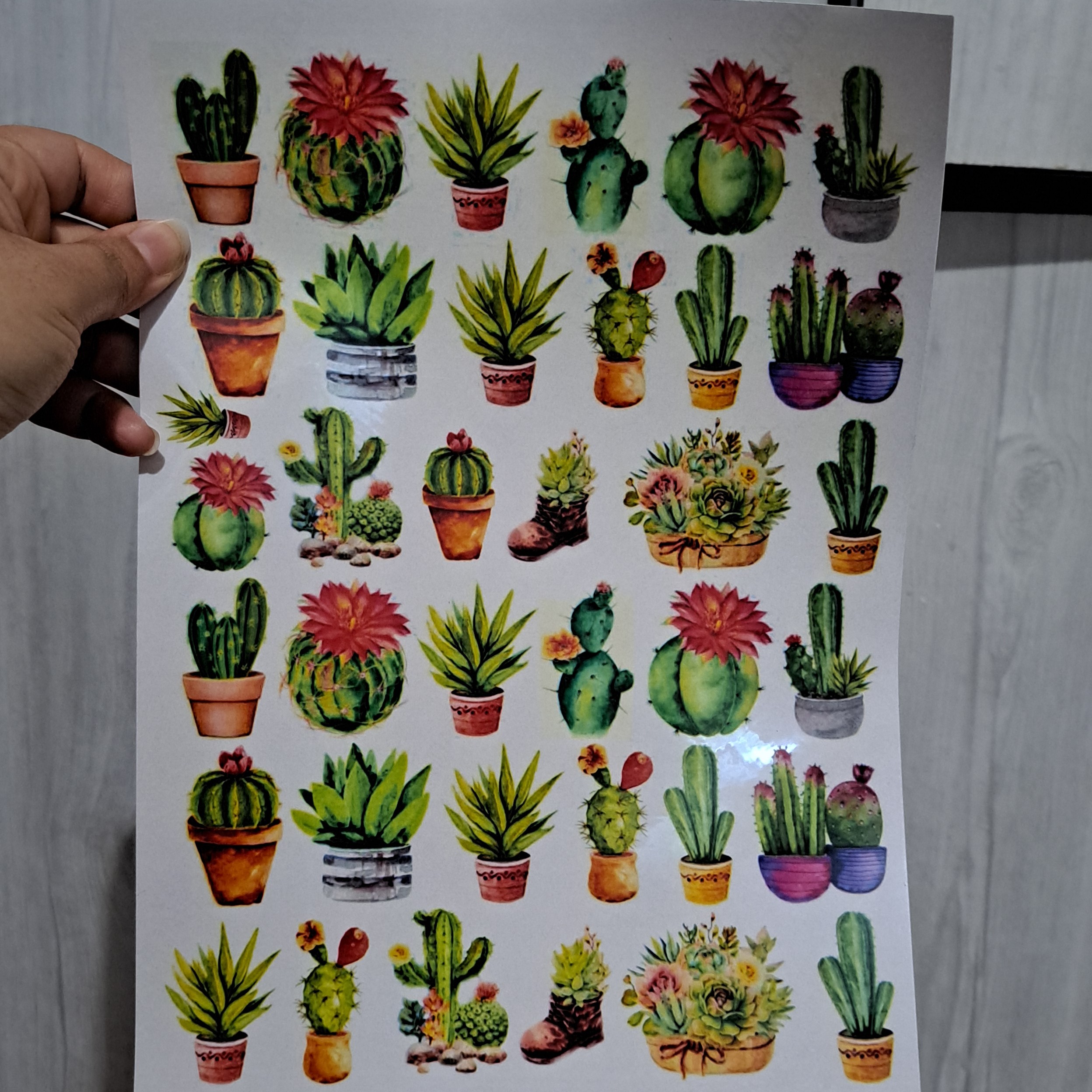 ترانسفر  گل کاکتوس 