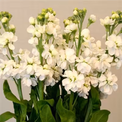 بذر گل شب بو تک رنگ