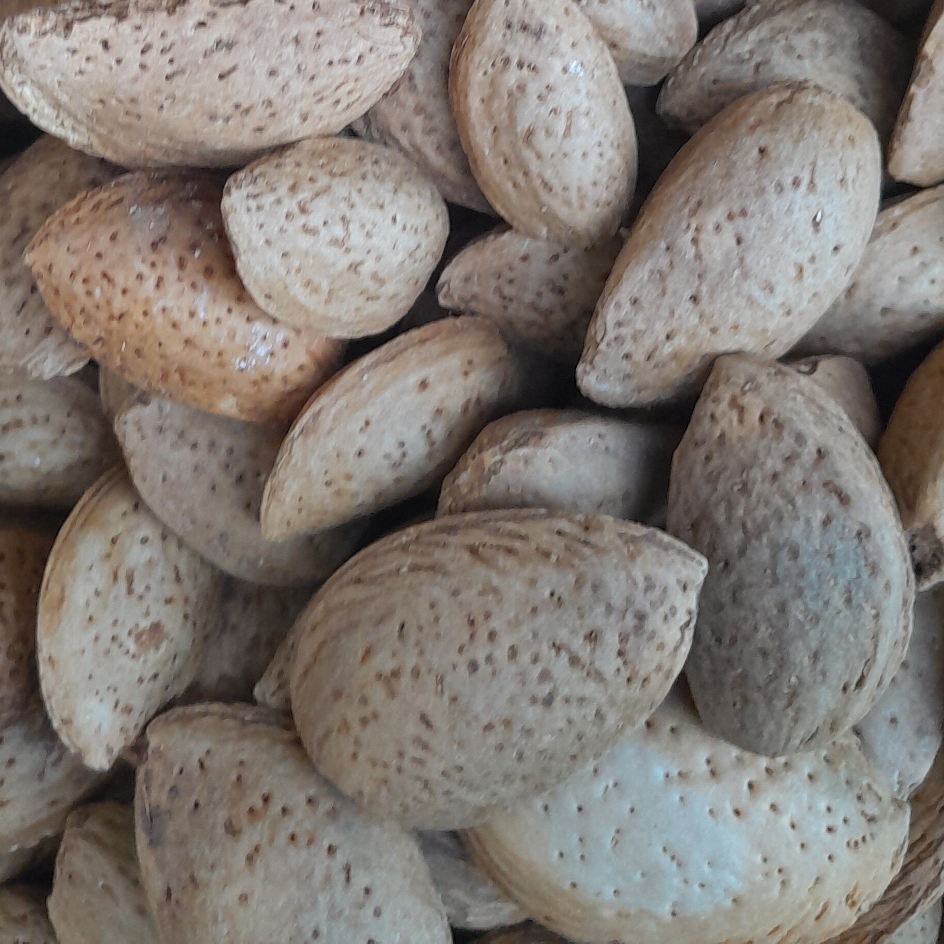 بادام اصیل و تازه