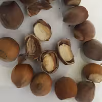 فندق تازه الموت محصول سال1403 تازه و پرچرب