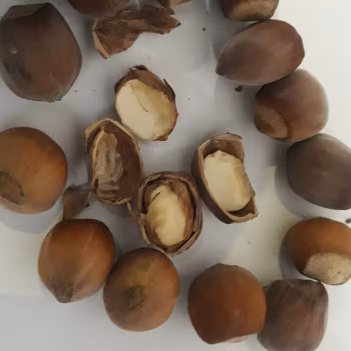 فندق تازه الموت محصول سال1403 تازه و پرچرب