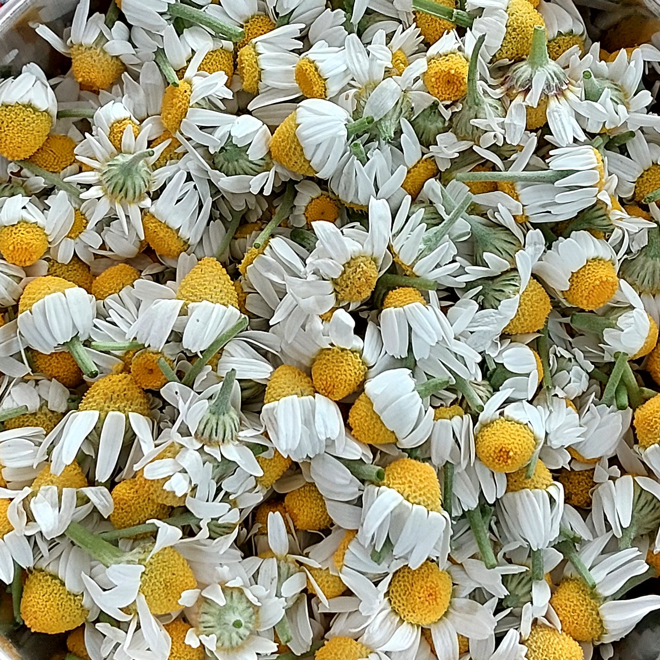 گل بابونه ی کاملا ارگانیک کوهی 100 گرمی