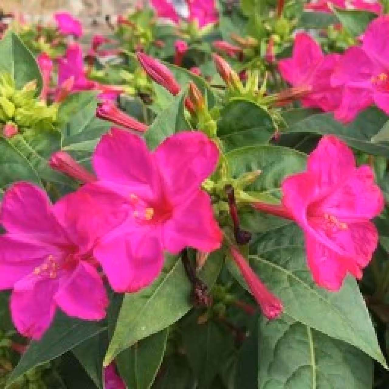 بذر گل لاله عباسی 15 گرمی