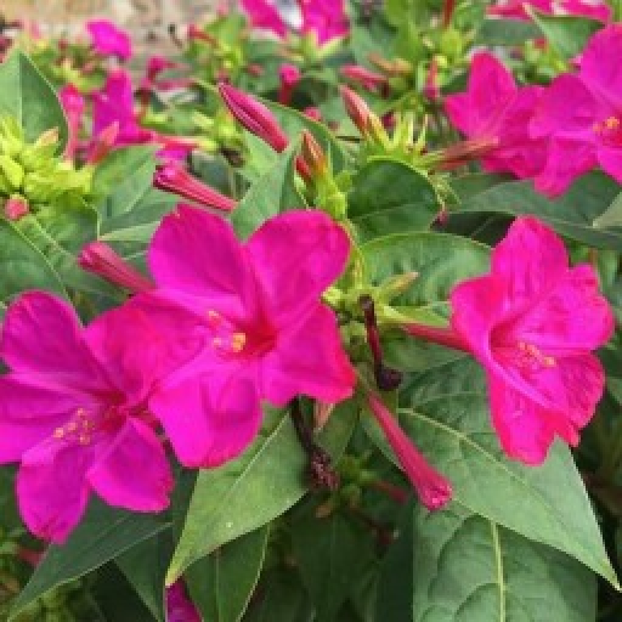 بذر گل لاله عباسی 15 گرمی