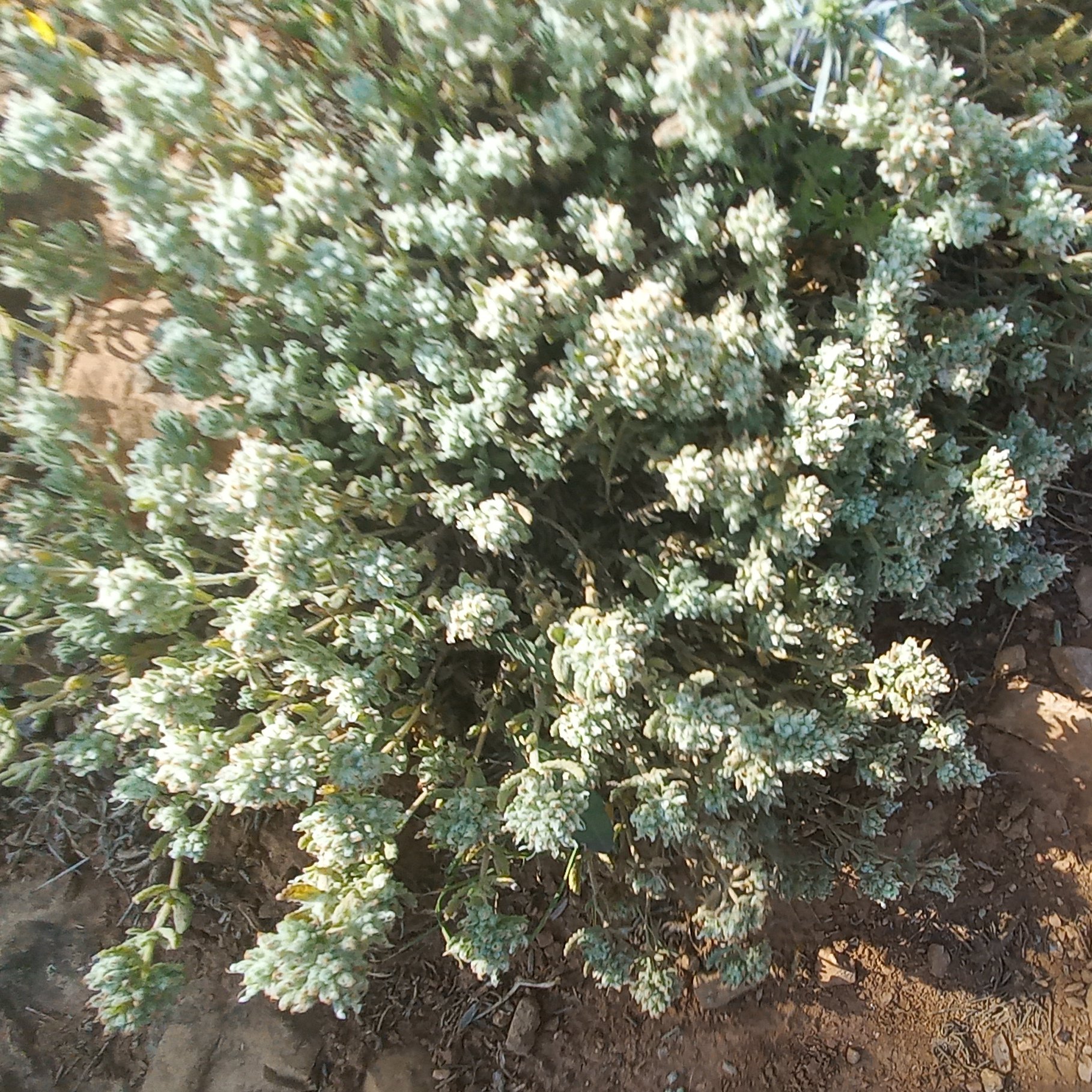 مریم نخودی خشک امساله(کلپوره) 50گرمی