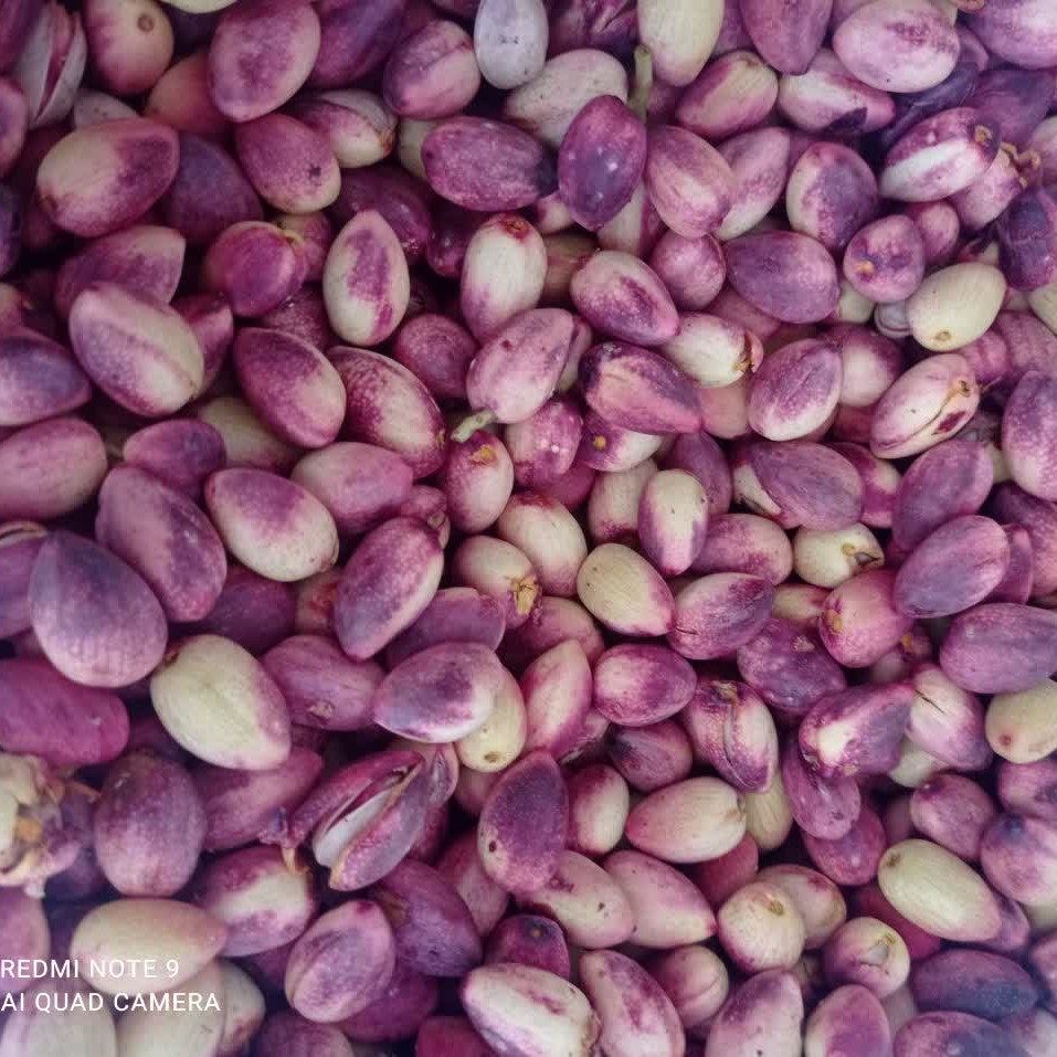 پسته تر و تازه بسیار مرغوب از فیض آباد مه ولات خراسان رضوی بسته یک کیلویی