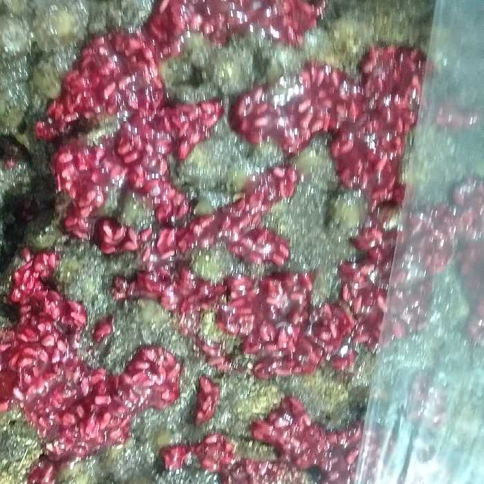 زیتون پرورده محلی فقط و فقط باگردو تهیه میشه