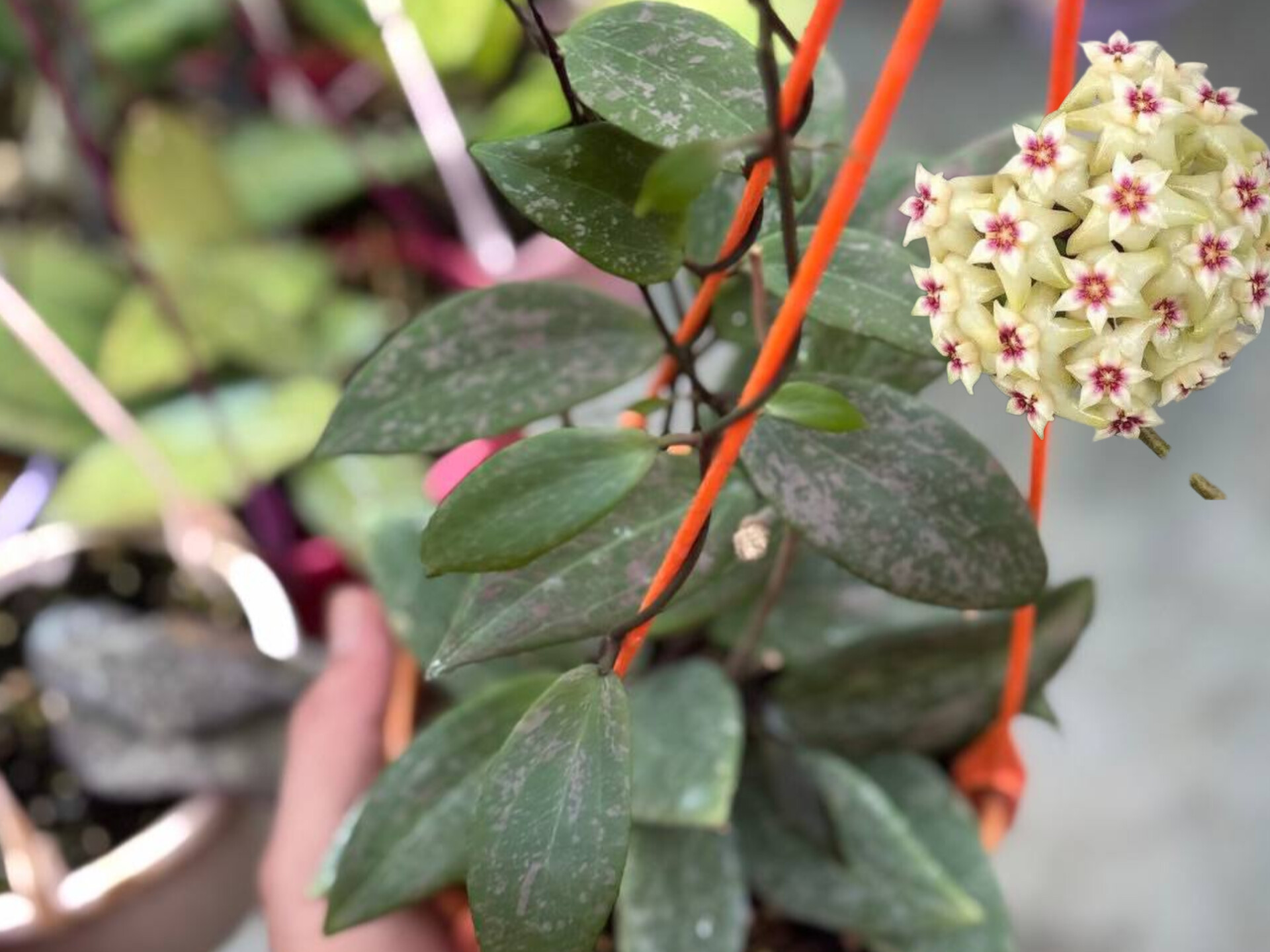 هویاویبرجیا