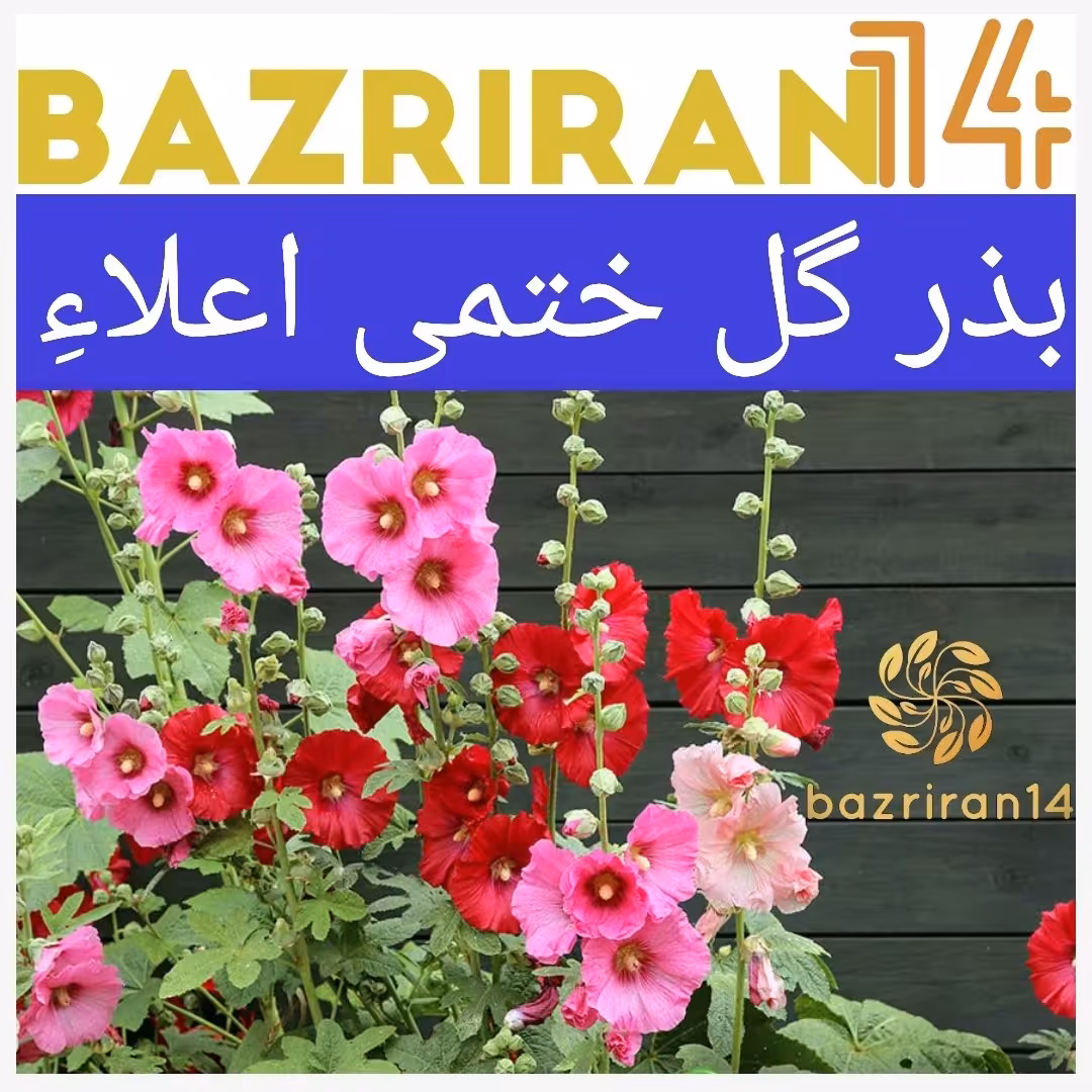 بذر گل ختمی