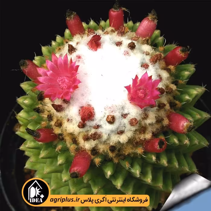 بذر کاکتوس Mammillaria Toluca Sinpico