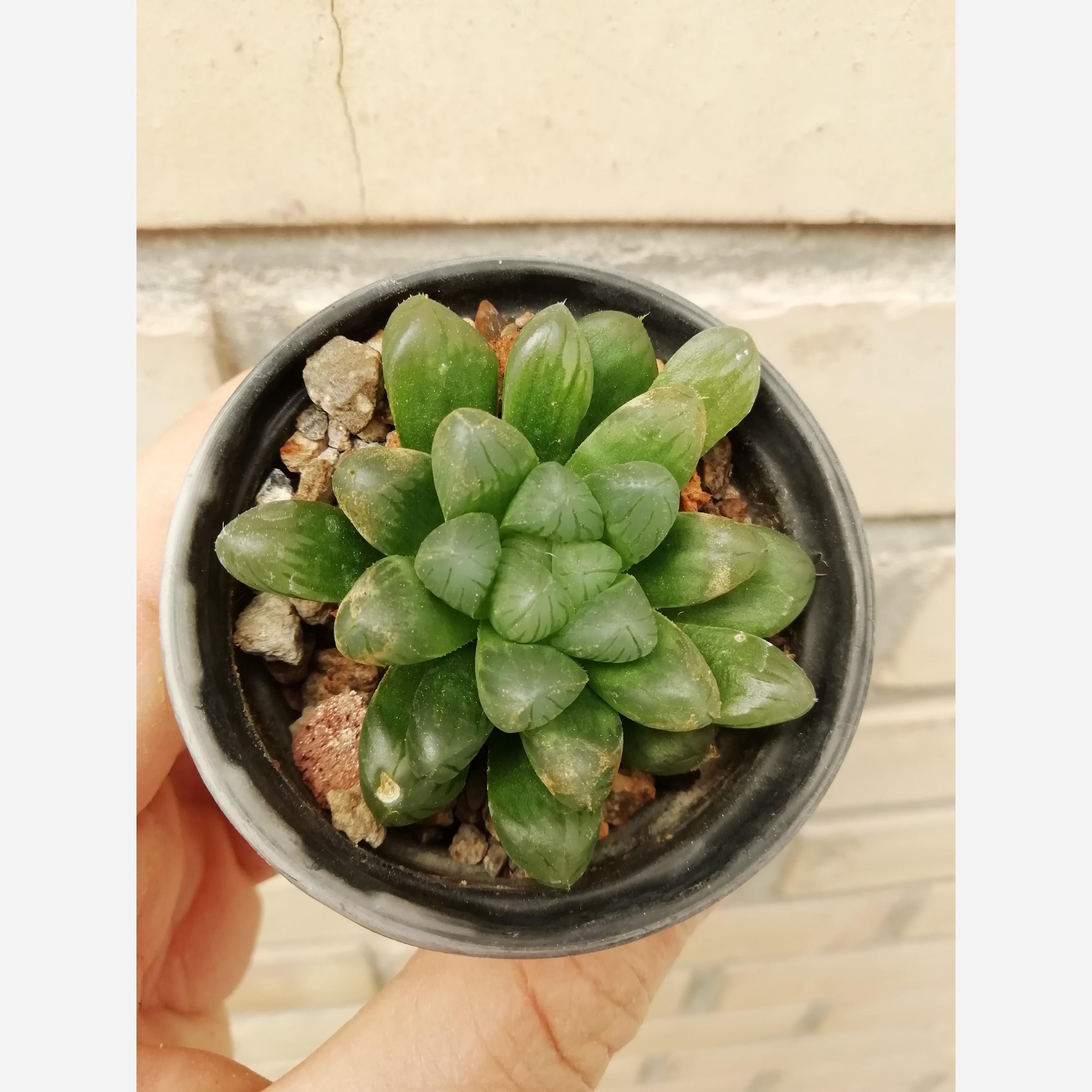 هاورتیا کوپری گلدان6