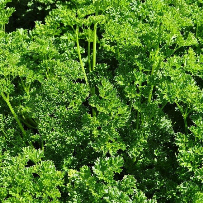 کود تقویتی مخصوص جعفری ظرافت