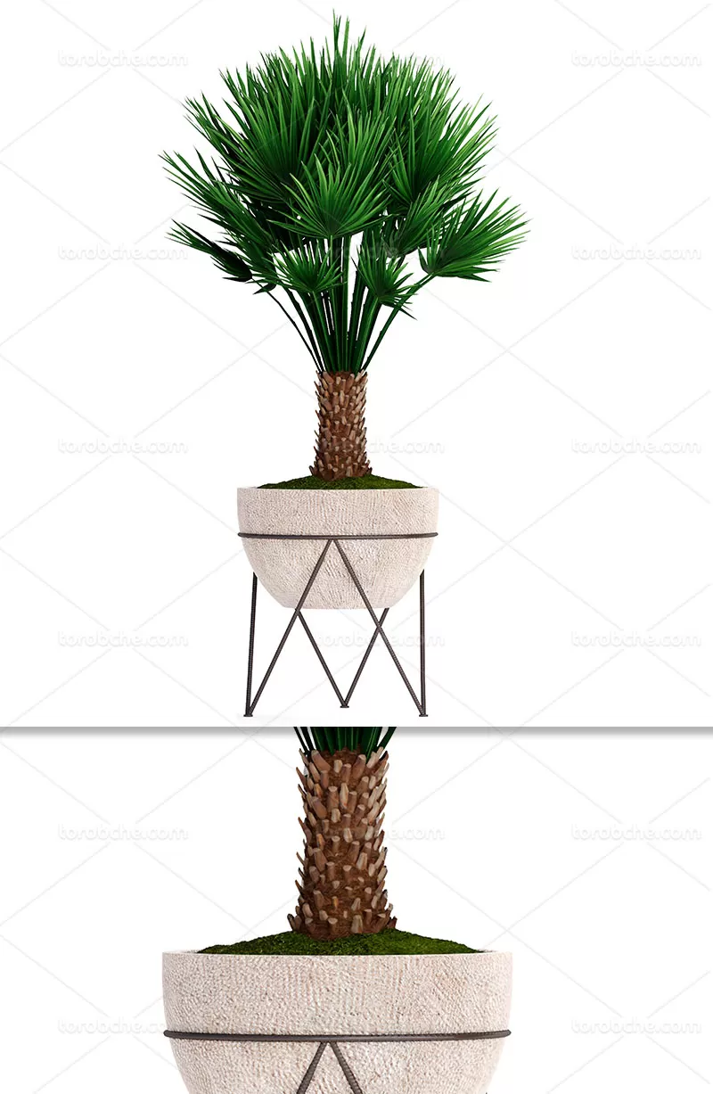 عکس گلدان آپارتمانی | گرافیک با طعم تربچه