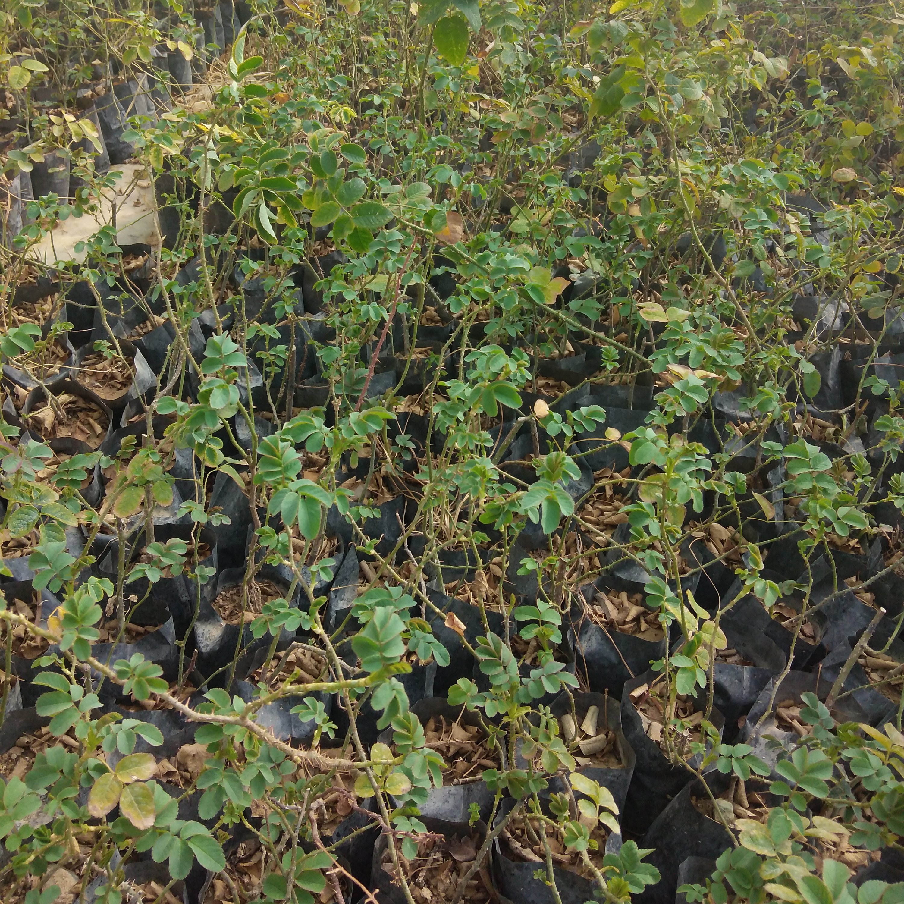 گیاه گل محمدی