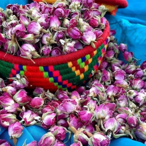 گل محمدی غنچه100گرمی