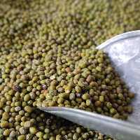 ماش عالی و درجه یک 