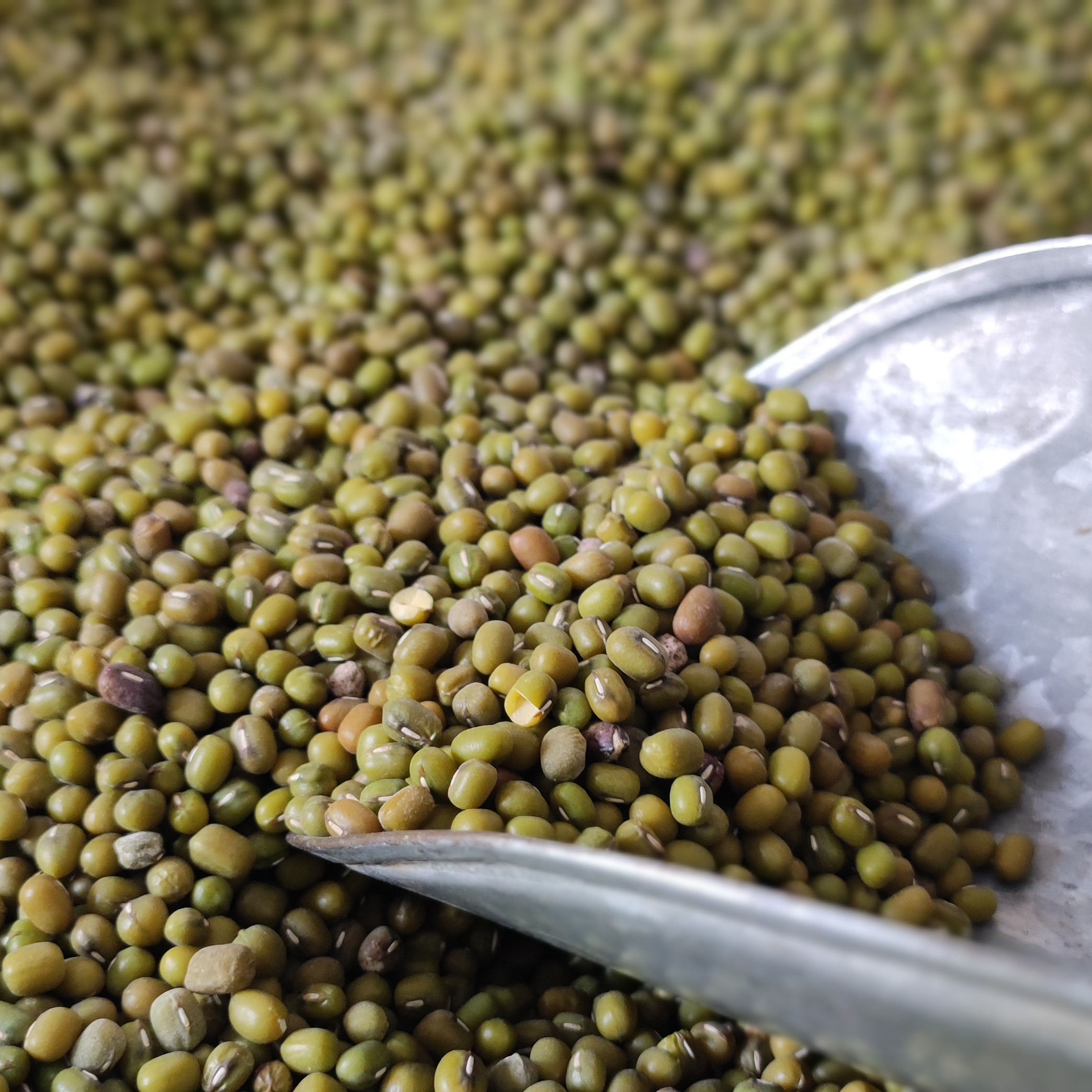 ماش عالی و درجه یک 