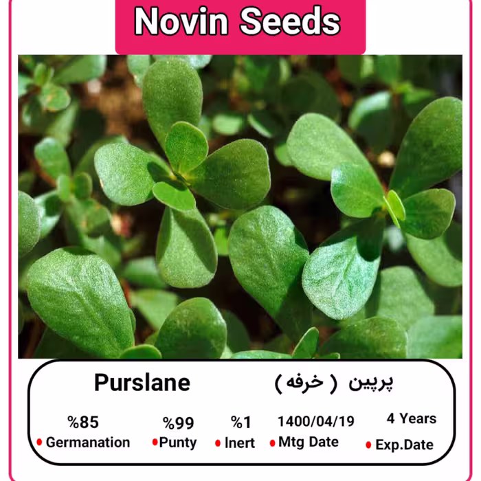 بذر پرپین (خرفه)