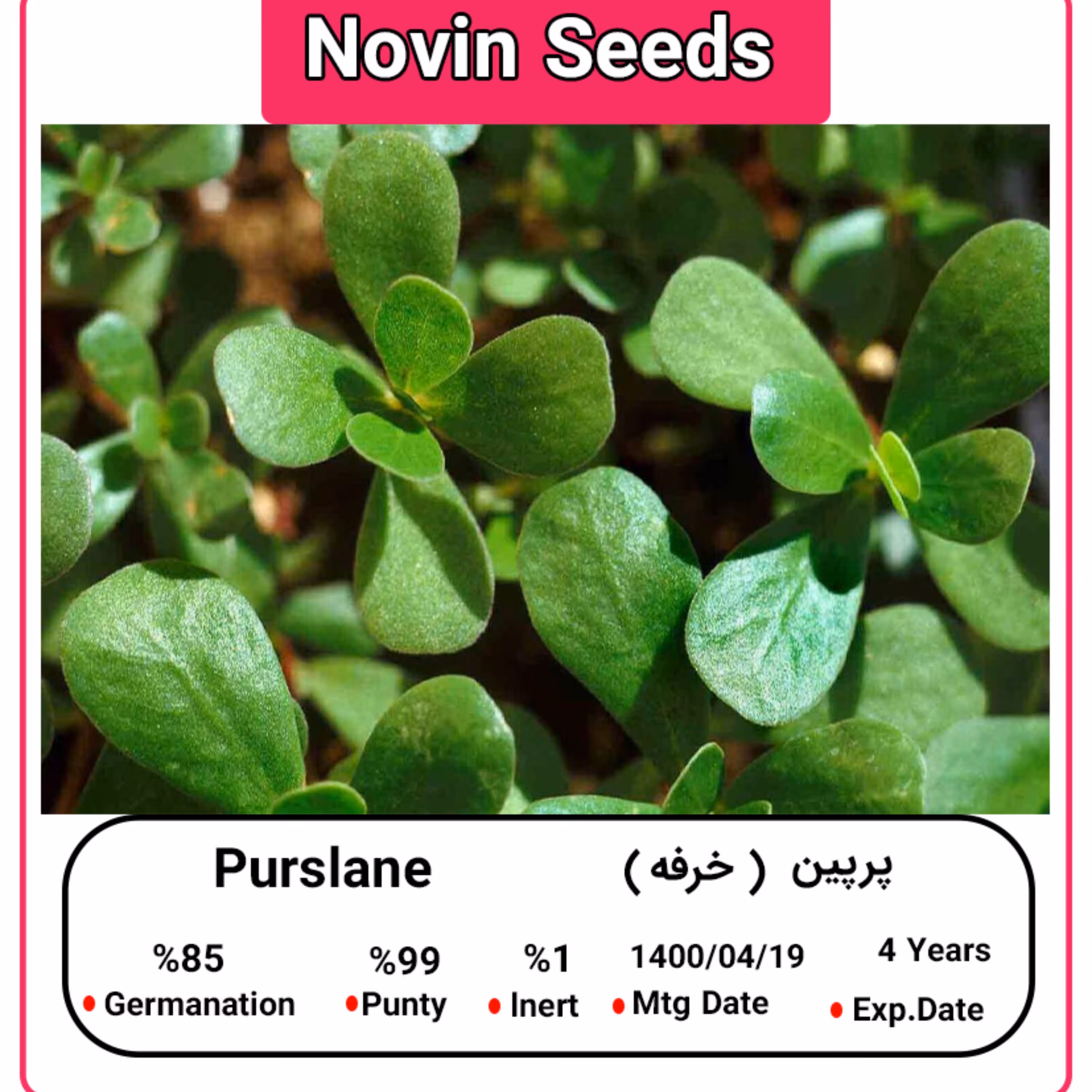 بذر پرپین (خرفه)
