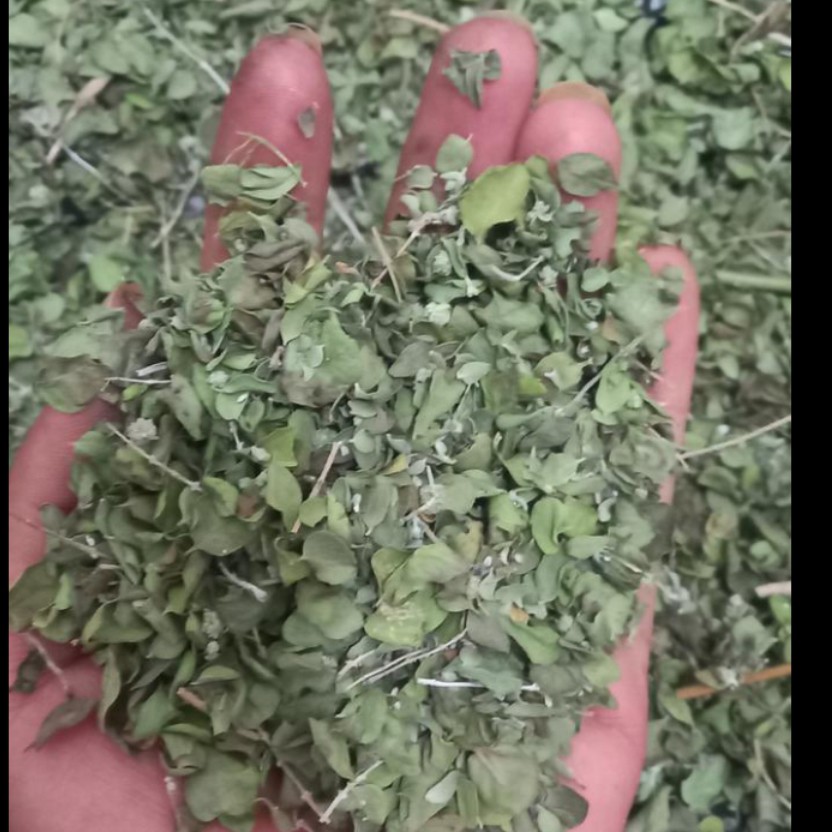 اویشن پهن برگ شیرازی خرید مستقیم از کوهنوردان محلی 100گرم