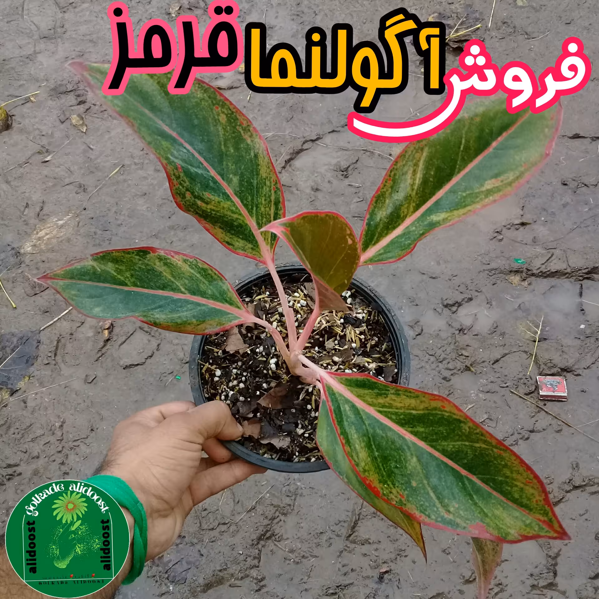 آگولنما لب قرمز