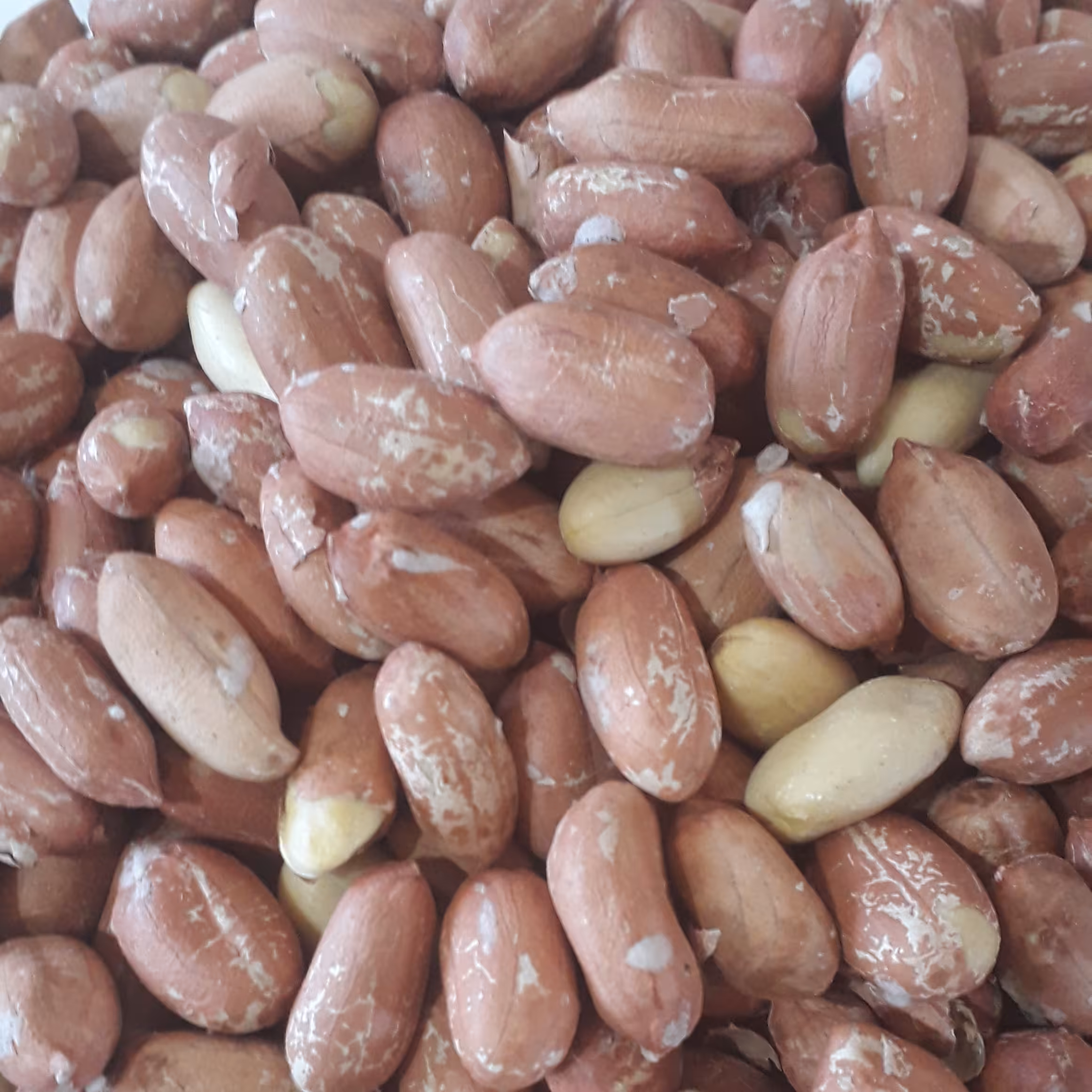 بادام زمینی