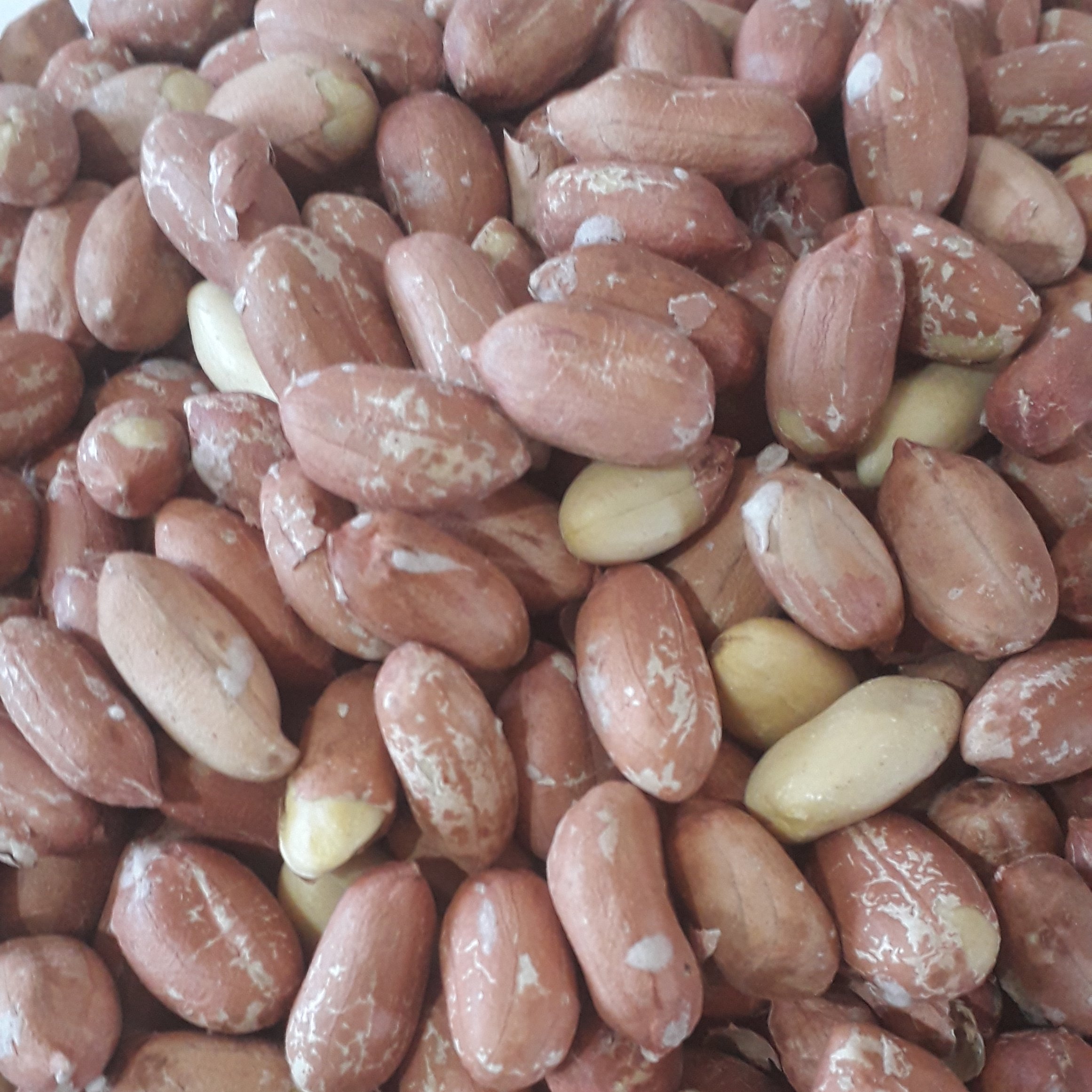 بادام زمینی