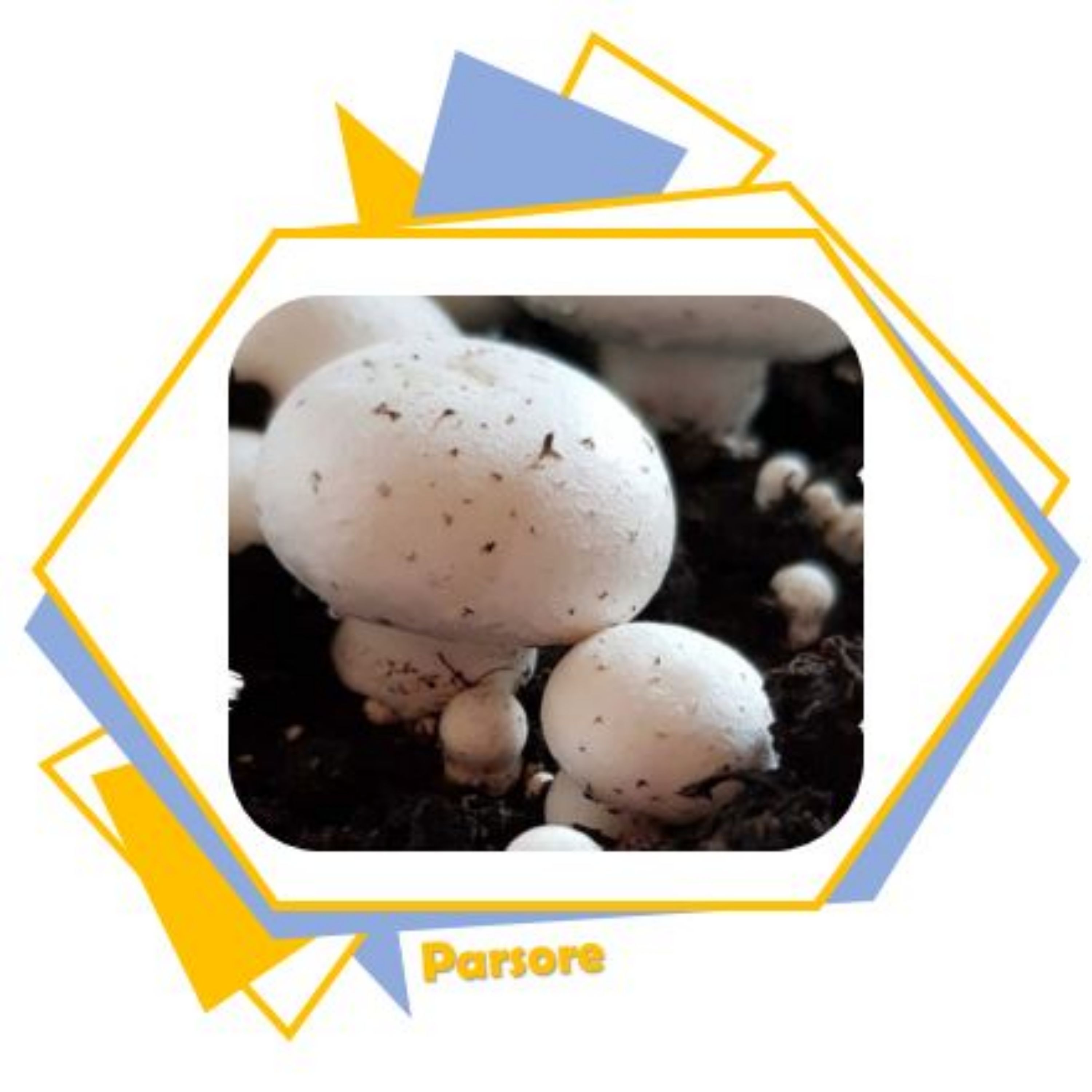 کربنات کلسیم پرورش قارچ 3 کیلویی