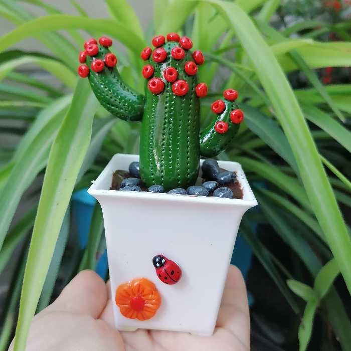 گلدان کاکتوس 