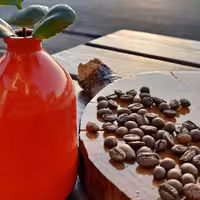 دان 100 درصد عربیکا 