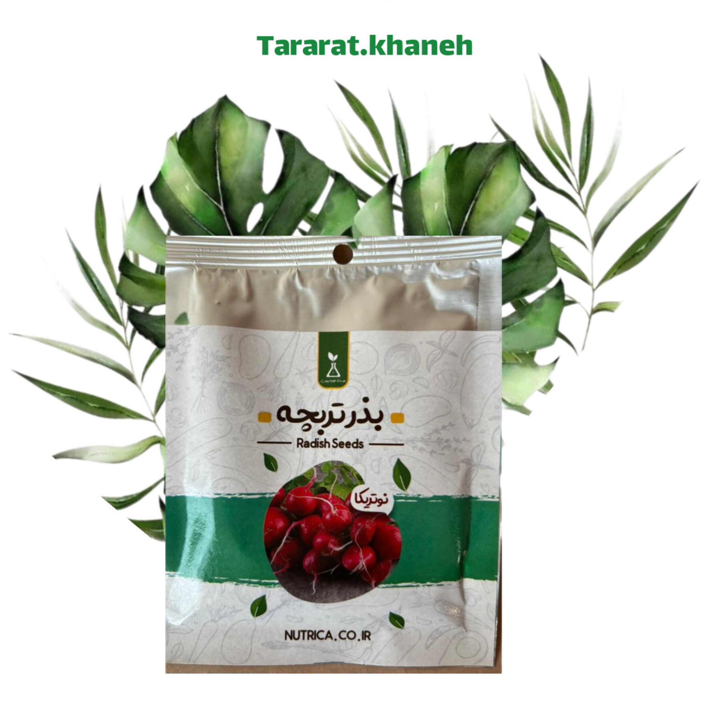 بذر تربچه