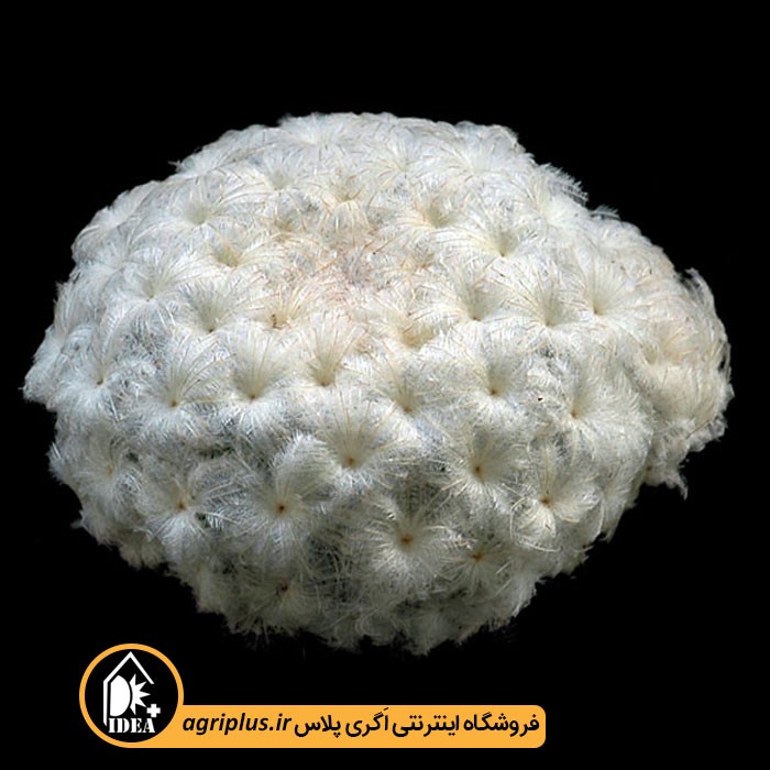 بذر کاکتوس Mammillaria Plumosa