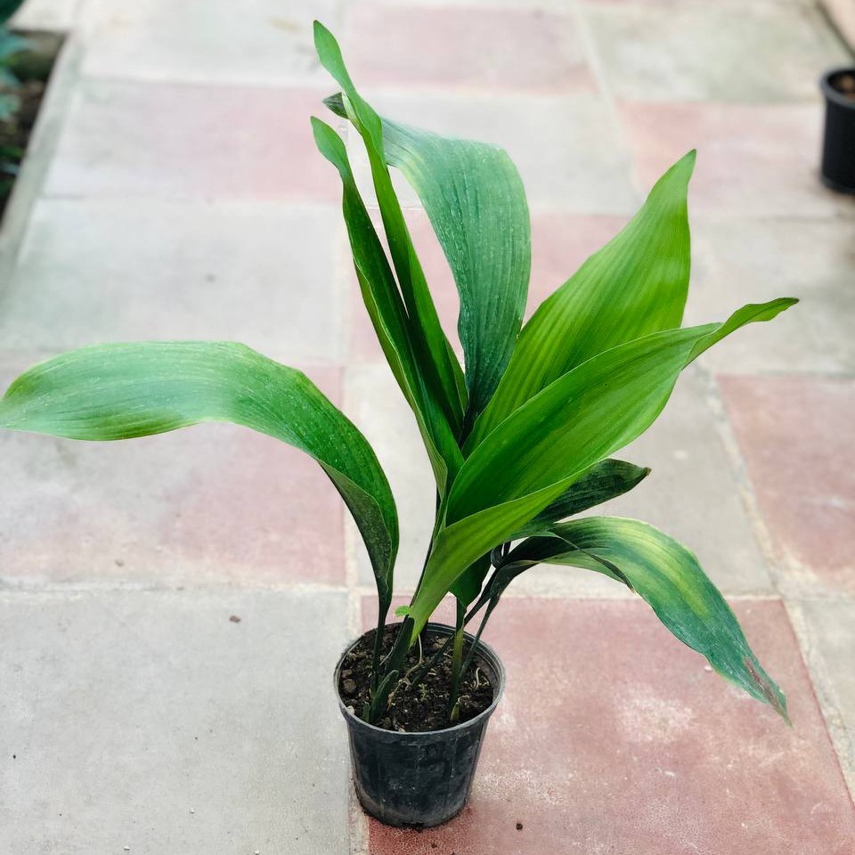 گیاه برگ عبایی آپارتمانی سطل 4 هزینه ارسال بصورت پس کرایه با مشتری 