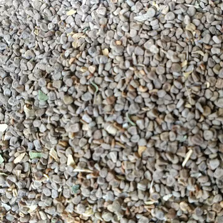 گیاه بذر البنج