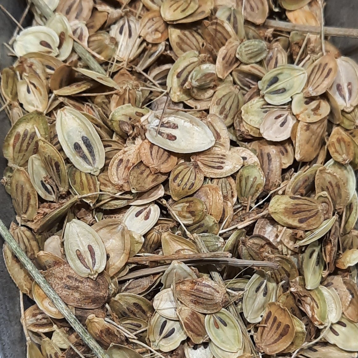 گلپر اردبیلی