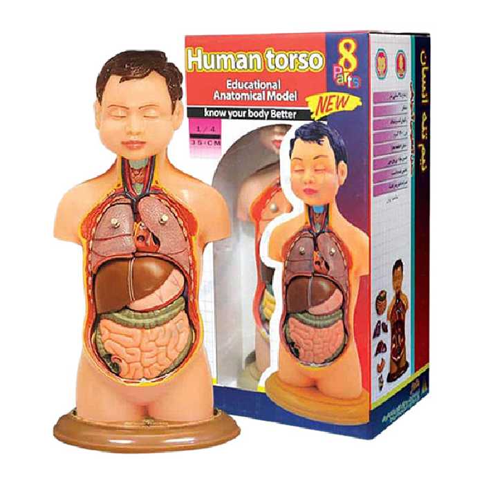 مولاژ نیم تنه بدن انسان عروسکی 8 قسمتی