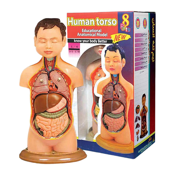 مولاژ نیم تنه بدن انسان عروسکی 8 قسمتی