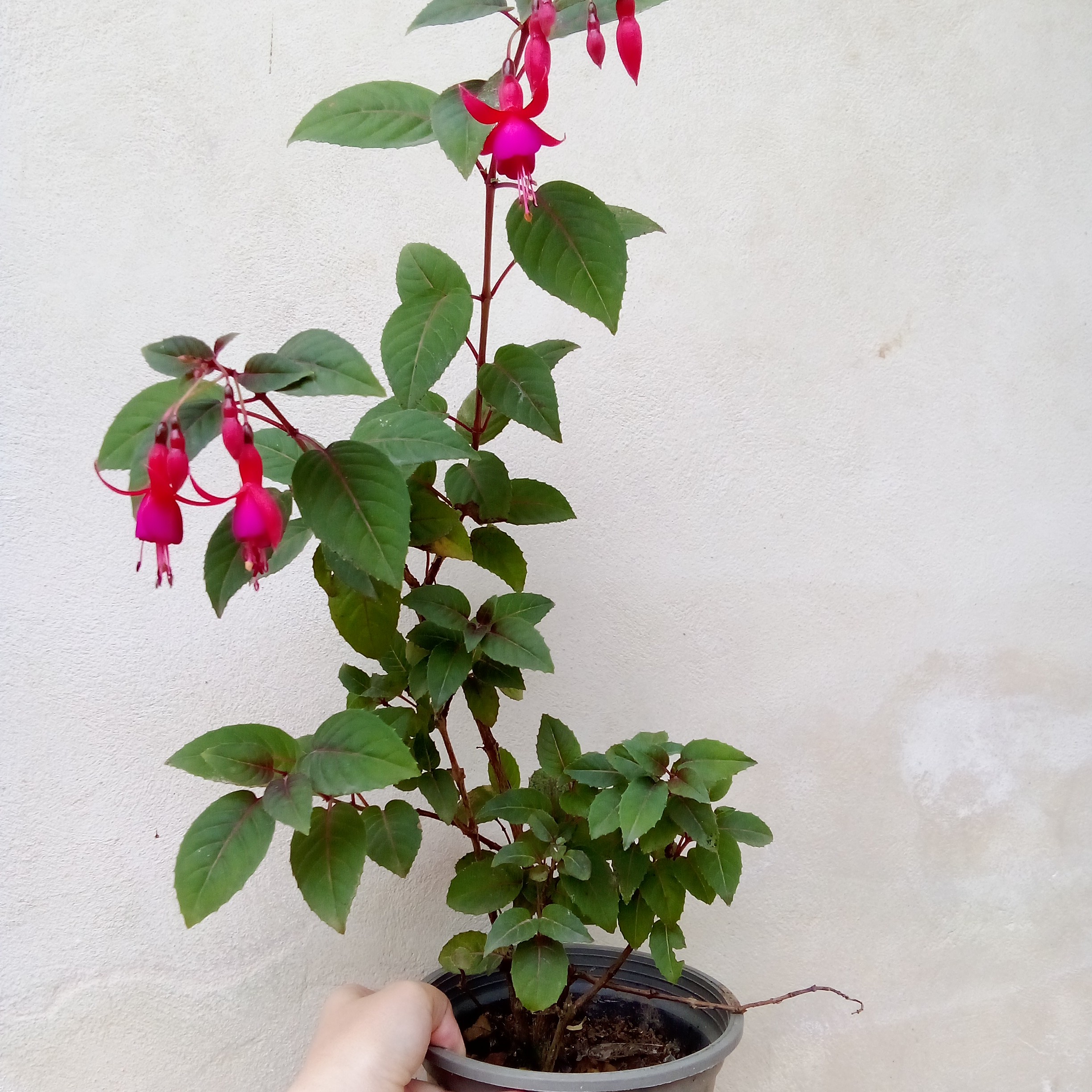 گل گوشواره (فوشیا) قبل از ثبت، حتما پیام دهید