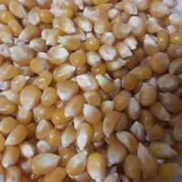 ذرت پاپ کورن (پفیلا) نیم کیلویی