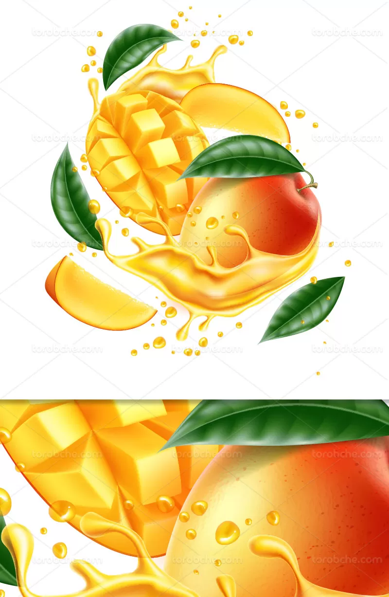 وکتور اسپلش انبه | گرافیک با طعم تربچه