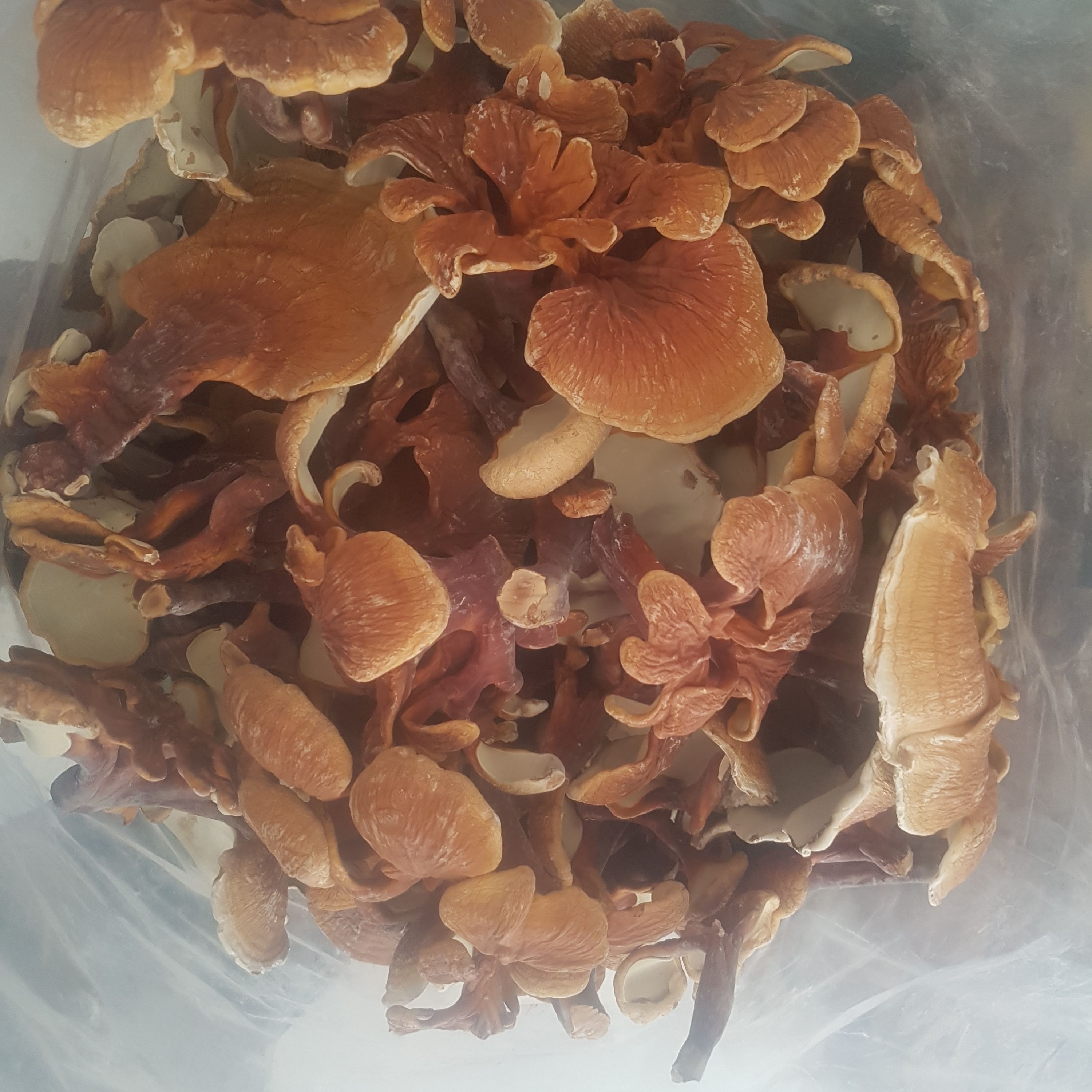 قارچ گانودرما (فله نیم کیلویی) قرمز