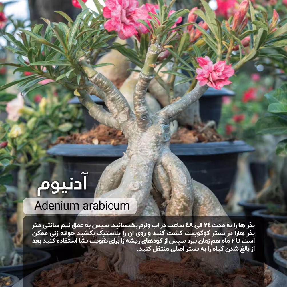 بذر آدنیوم (Adenium)/ خرید آسان + قیمت