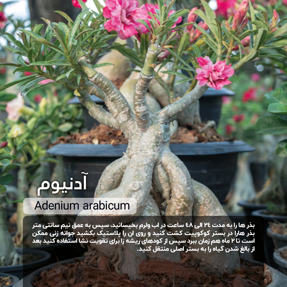 بذر آدنیوم (Adenium)/ خرید آسان + قیمت