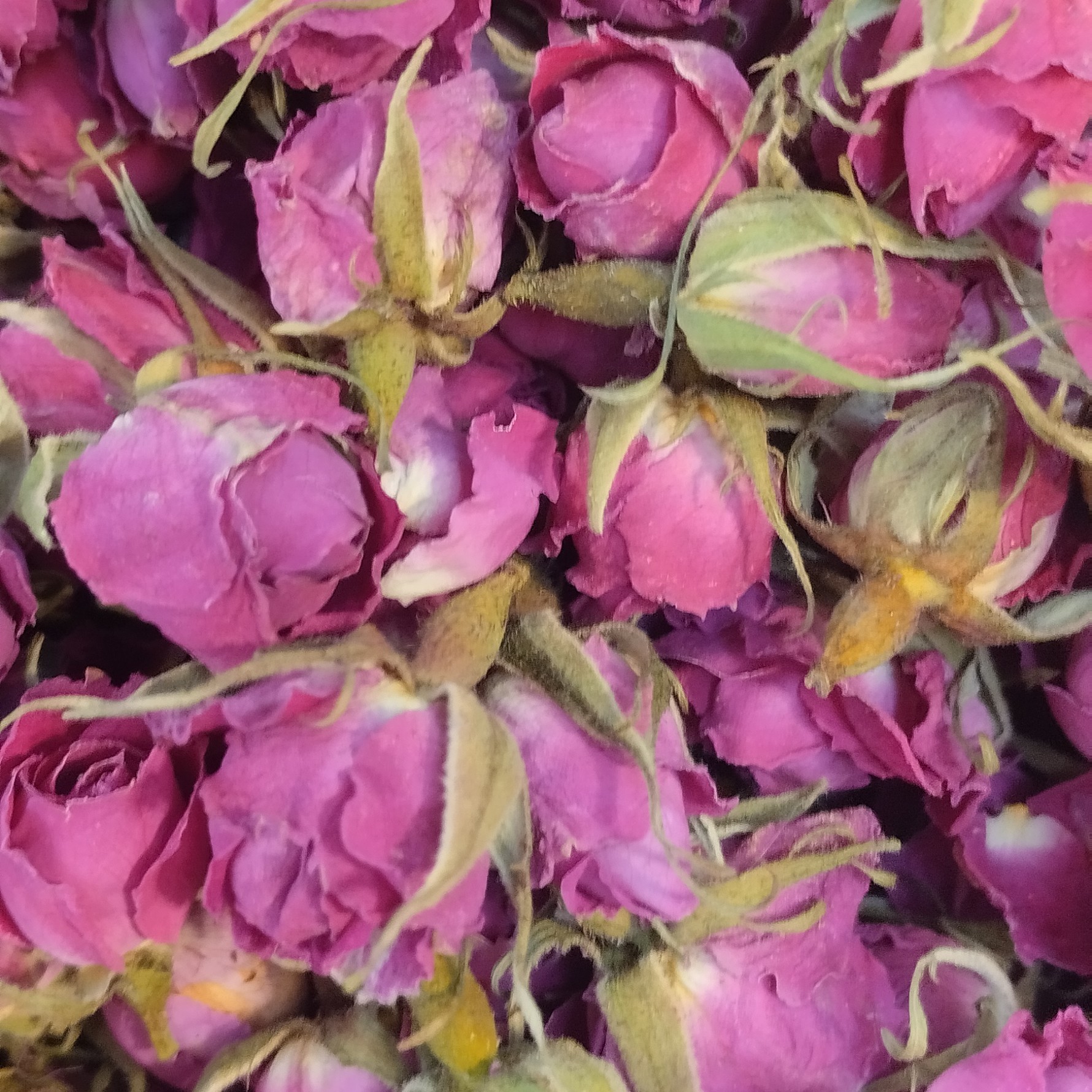 غنچه گل محمدی اعلا