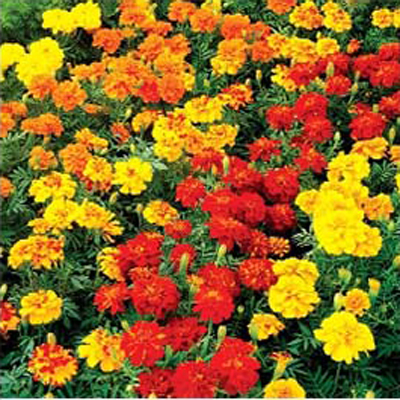 بذر گل جعفری الوان