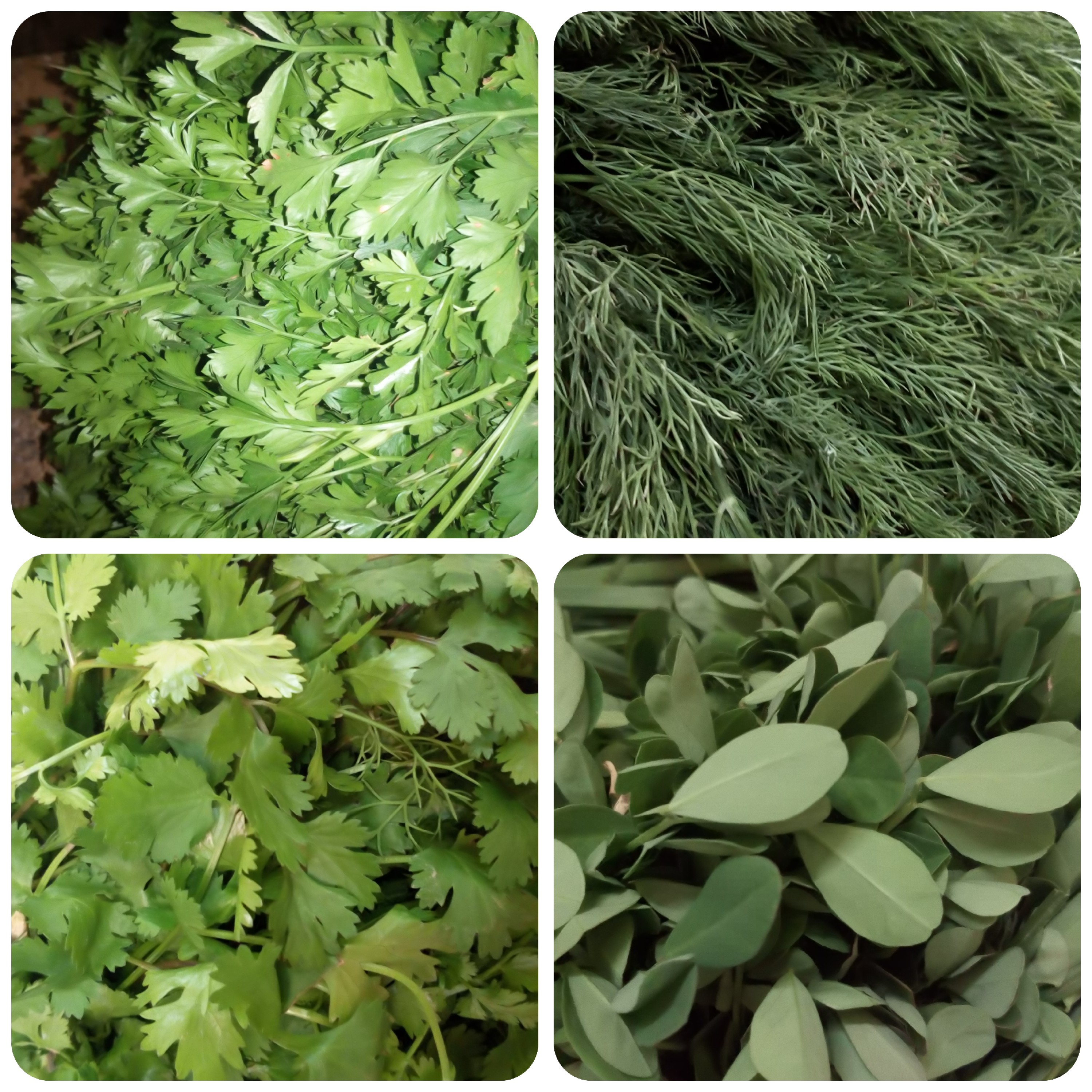 پکیج بذر سبزی خورشتی با قیمت ویژه(7 بسته بذر 50 گرمی)