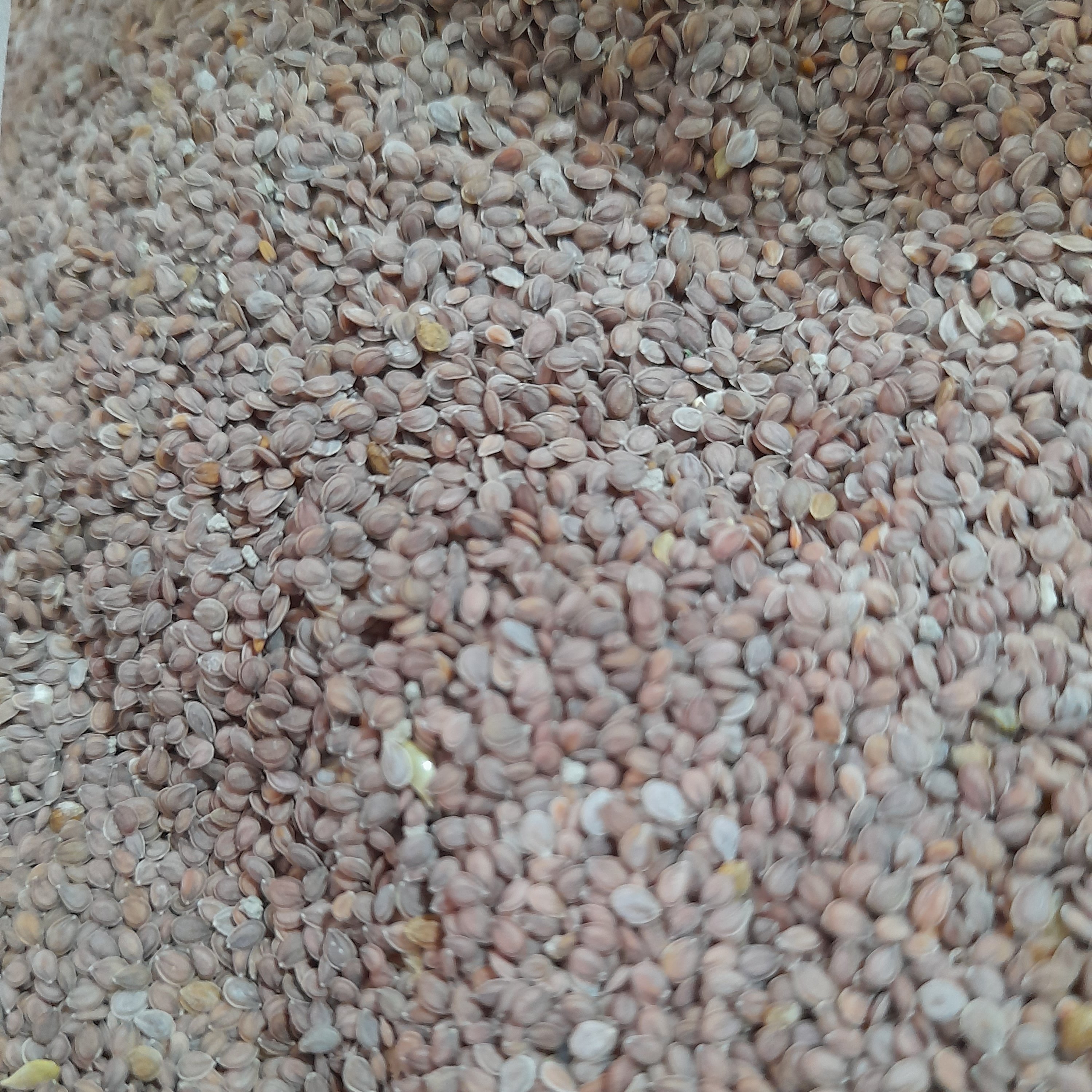 قدومه شهری یک کیلویی