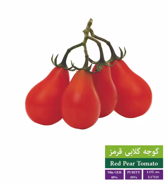بذر گوجه گلابی قرمز - بذر طلایی رویان