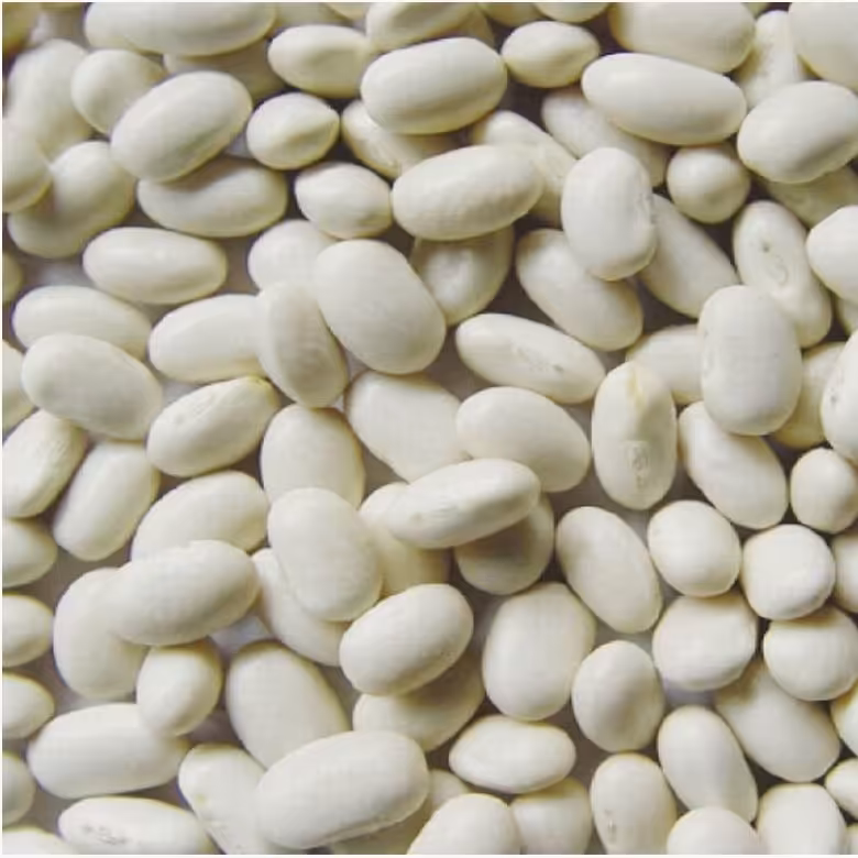 لوبیا سفید،  زودپز.یک کیلو ، درجه 1 ( حبوبات ) تضمین کیفیت ،تضمین قیمت،